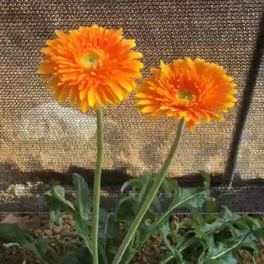 靖西市非洲菊 扶郎花