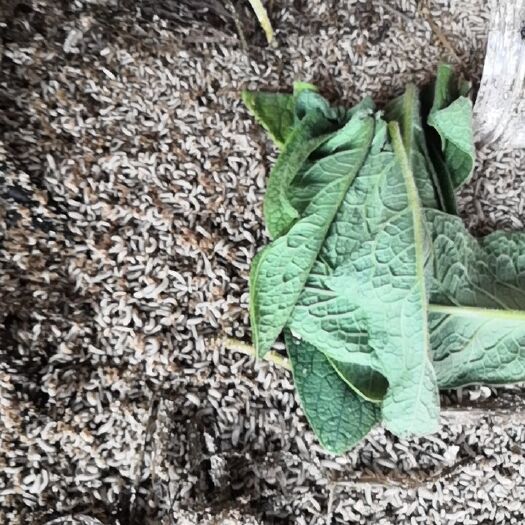 响水县大麦虫 供应蛋白虫黑水虻，和饲料价格差不多，一百斤以上四块