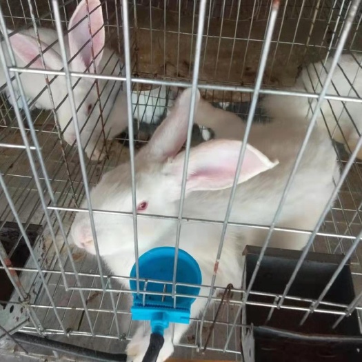左权县伊拉肉兔，五斤左右