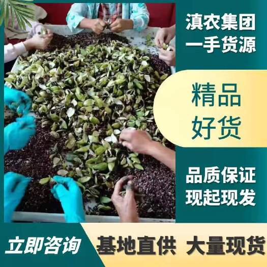 百部、百部种子、百部苗(对叶百部)
一手货源(教技术)