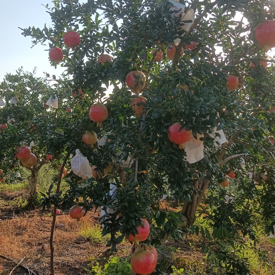 突尼斯软籽石榴会理石榴产地