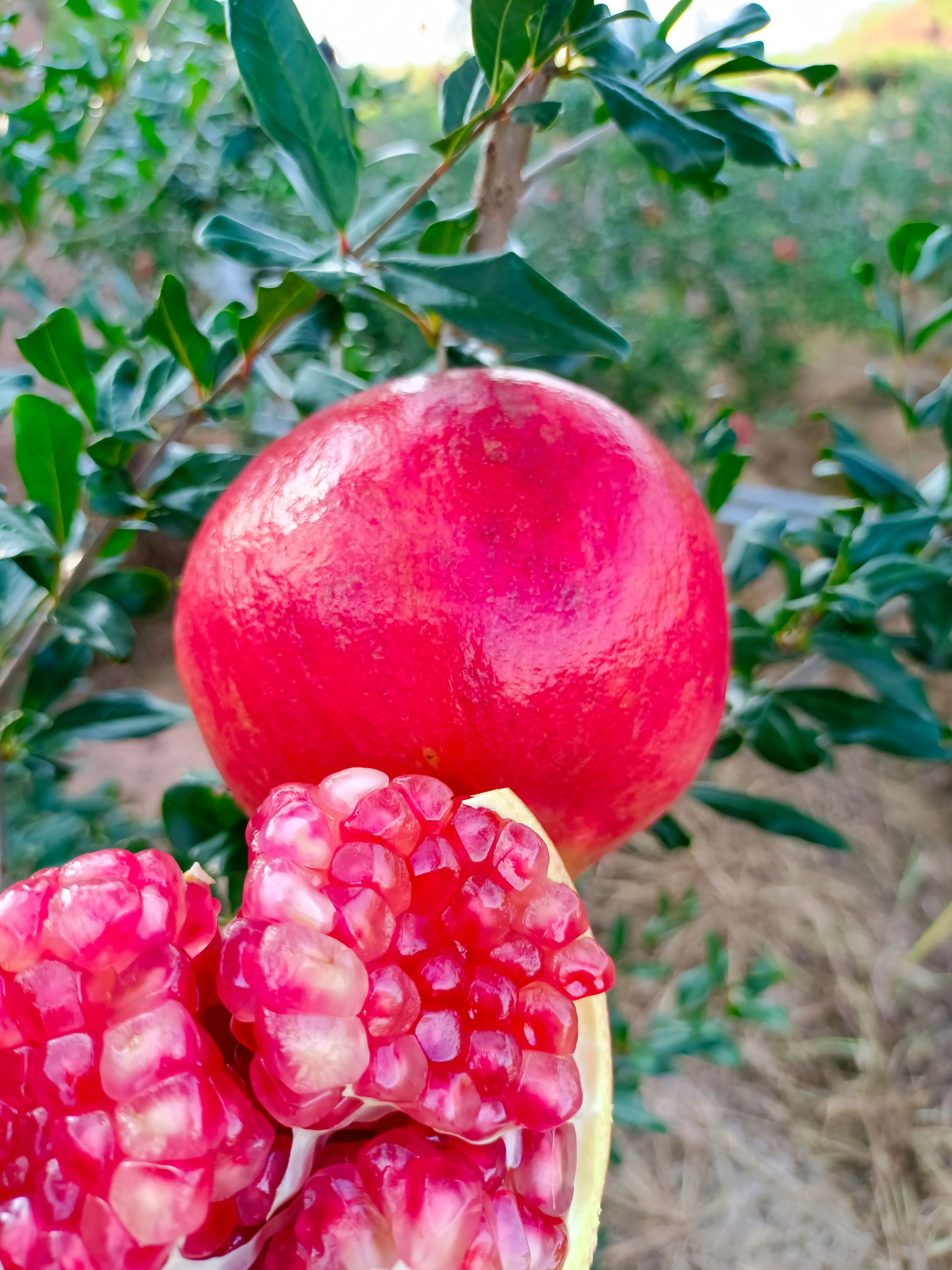 地标性水果会理突尼斯软籽石榴