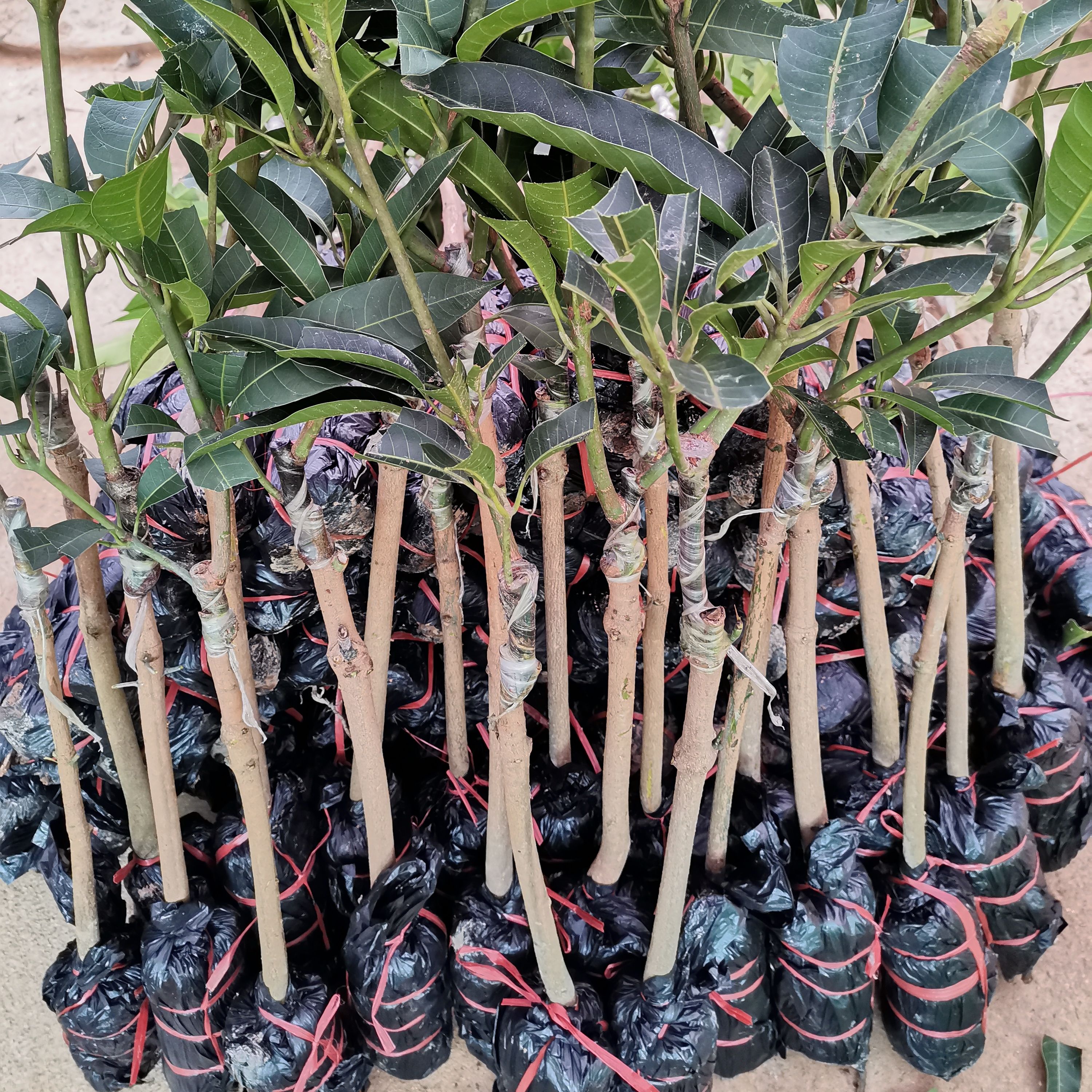 芒果苗金煌芒果苗嫁接苗贵妃芒，根系发达