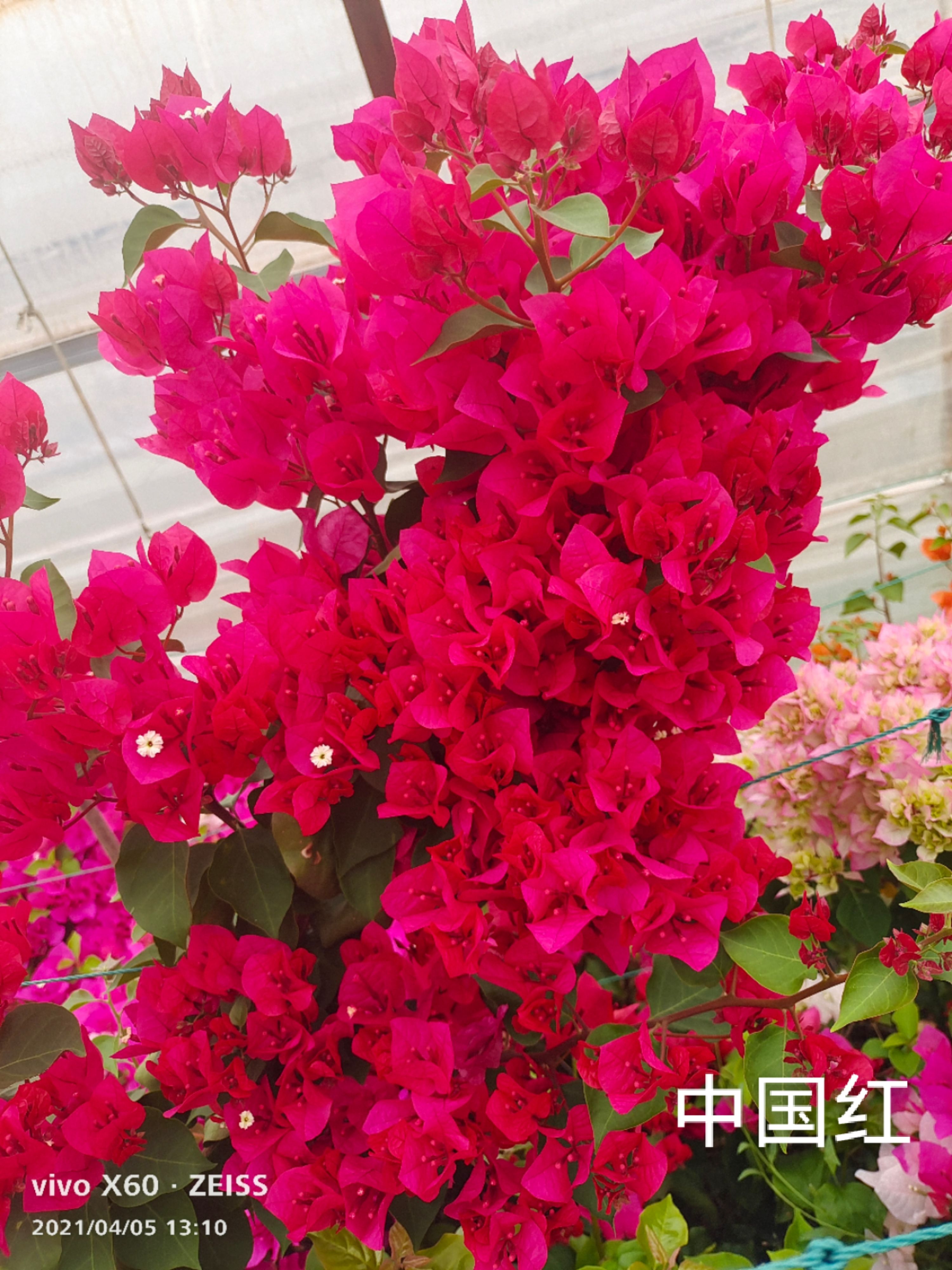 中国红三角梅 云南三角梅中国红带杯带土发货 源产地直销适合盆