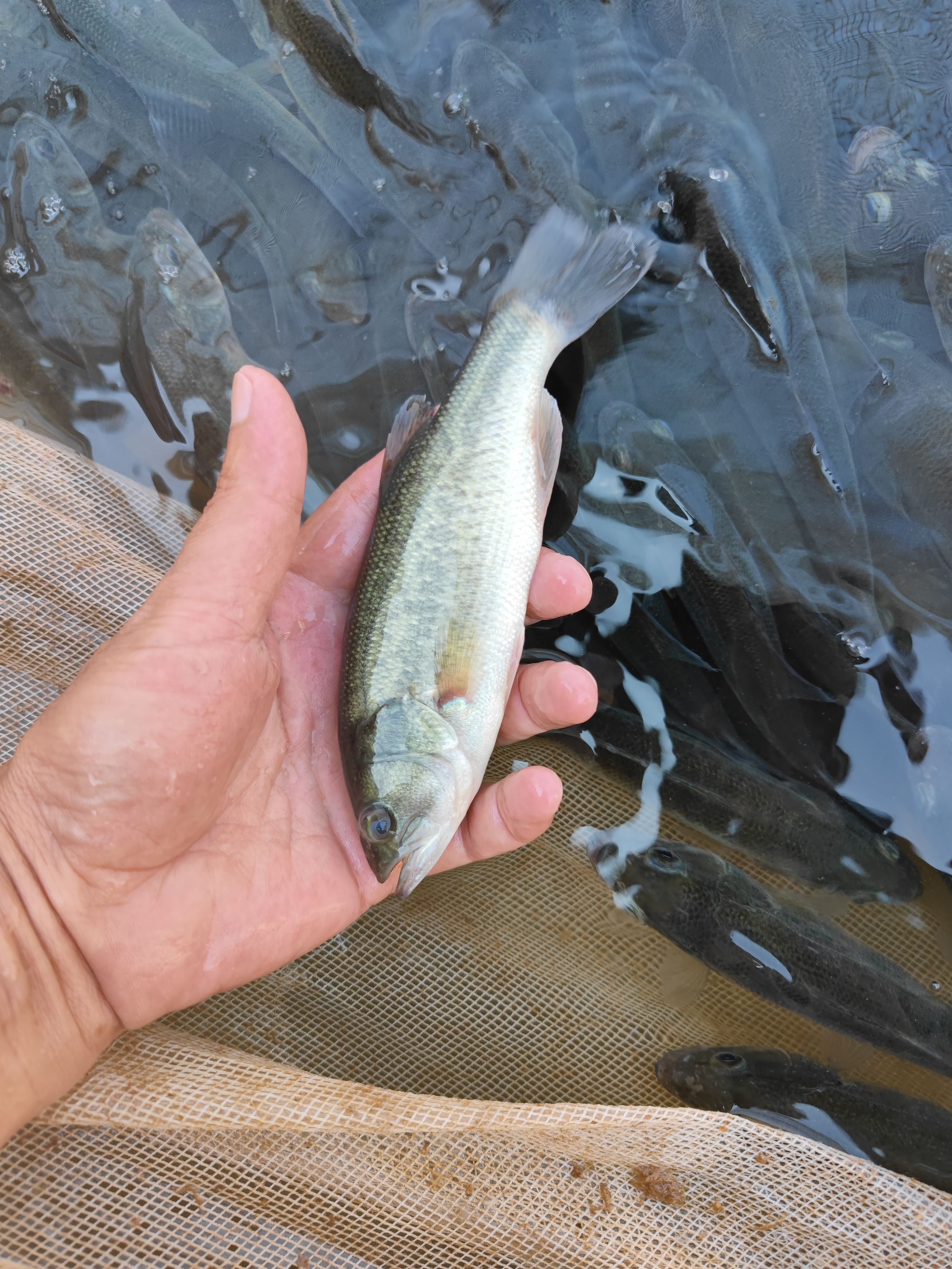 加州鲈鱼苗  优鲈鱼苗