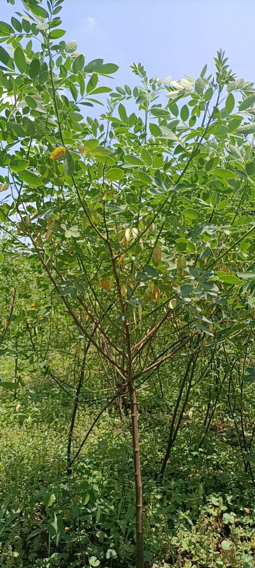 黄花槐带土球精品可开发票技术指导