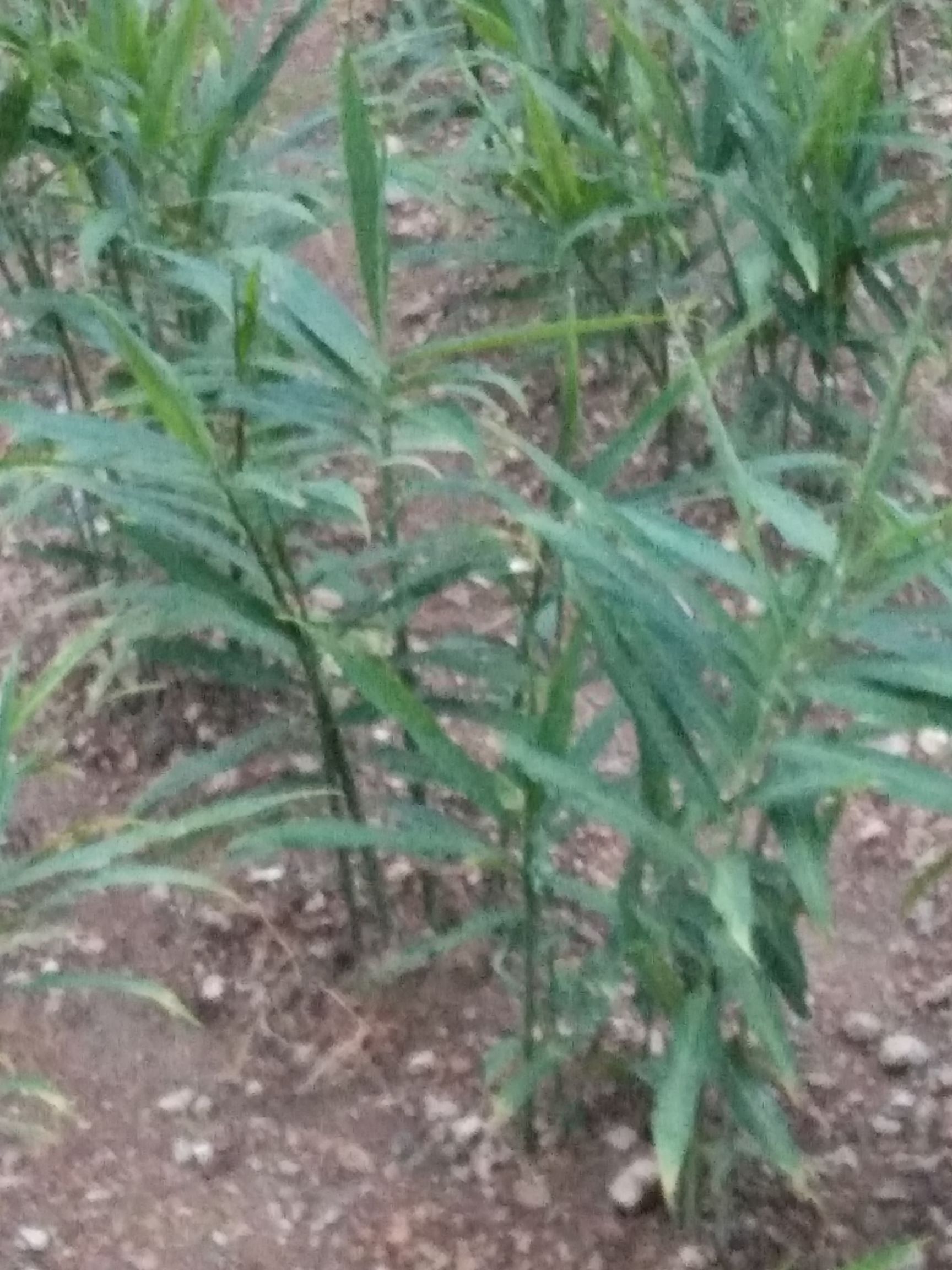  贵州惠水红芽仔姜，品质好，营养高。