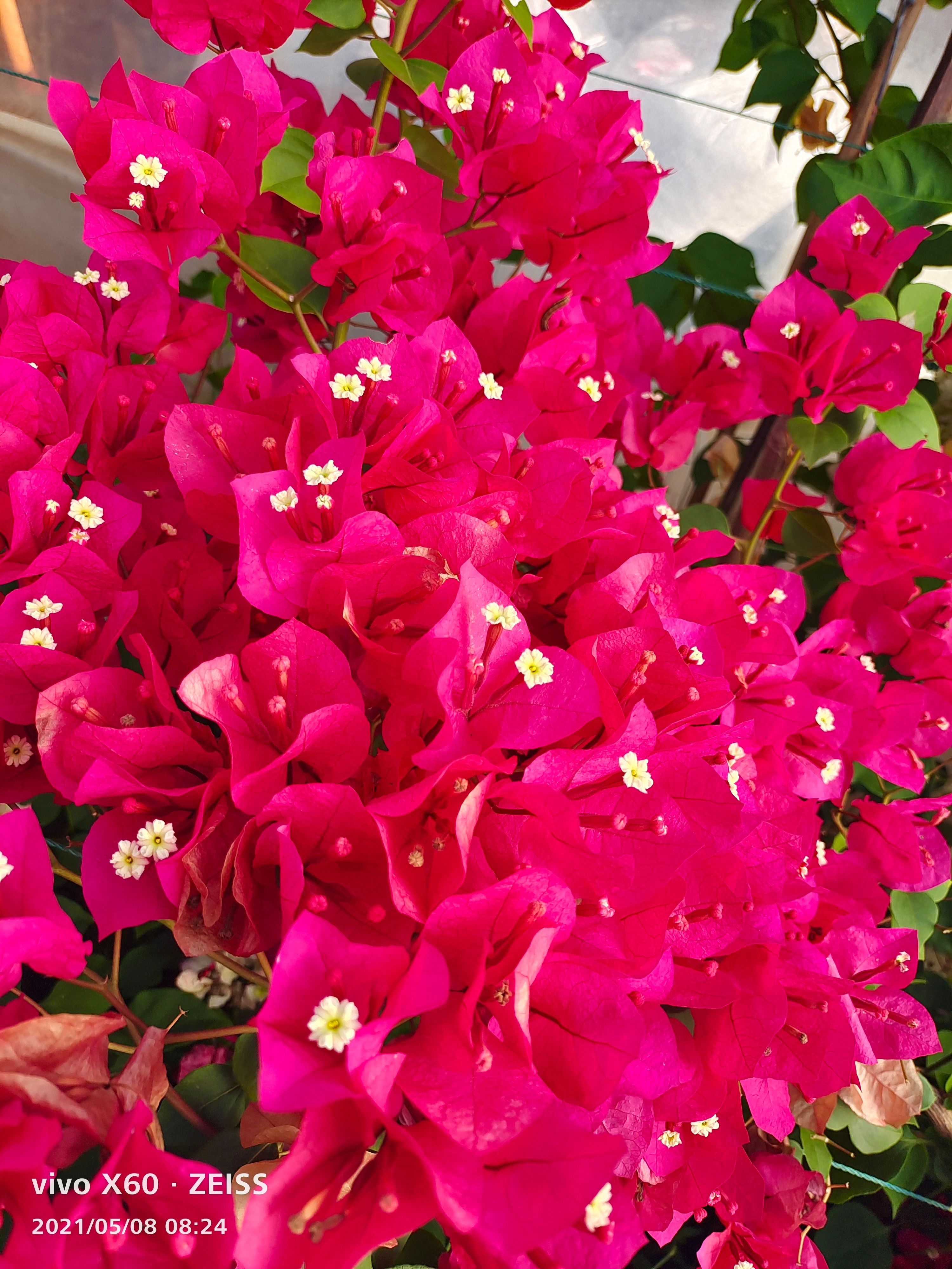 中国红三角梅 云南三角梅中国红带杯带土发货 源产地直销适合盆