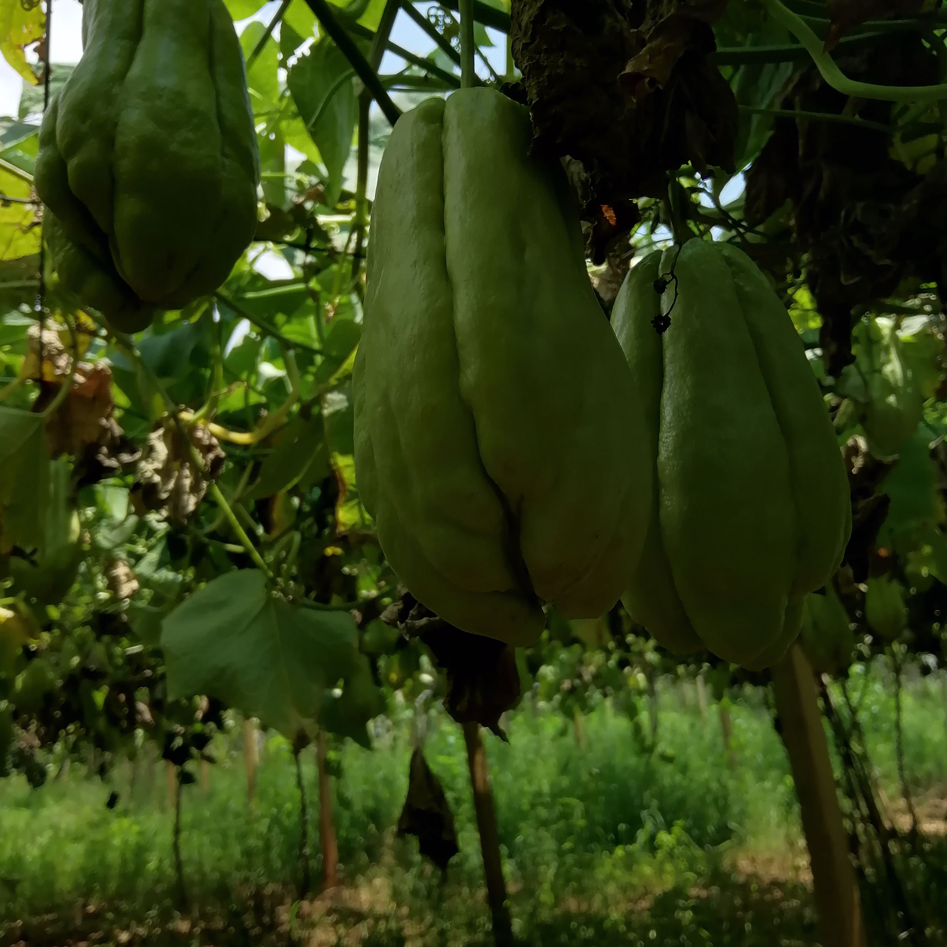 菜瓜  佛手瓜种苗  ，新鲜佛手瓜（丰收瓜）