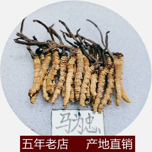 西宁冬虫夏草  干虫草网红祁连小虫草批发50支起