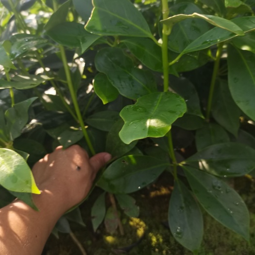 苍梧县八角树苗  大红八角直生苗