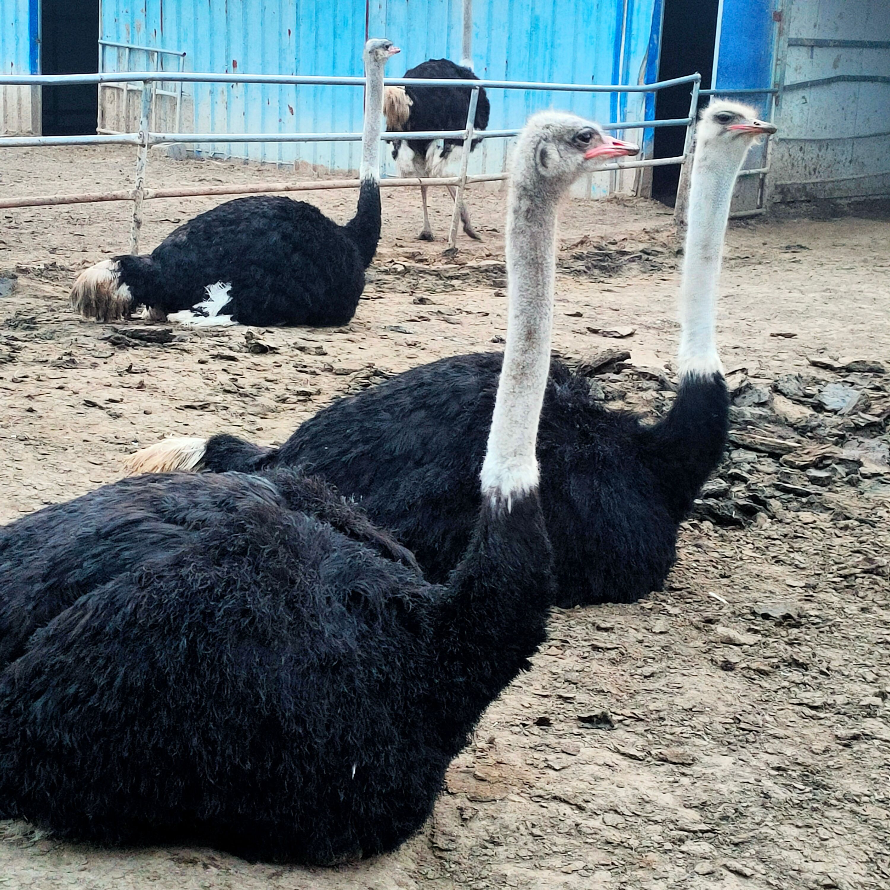 鸵鸟成年鸵鸟鸵鸟活体非洲鸵鸟300斤鸵鸟鸵鸟运输非洲大鸵鸟