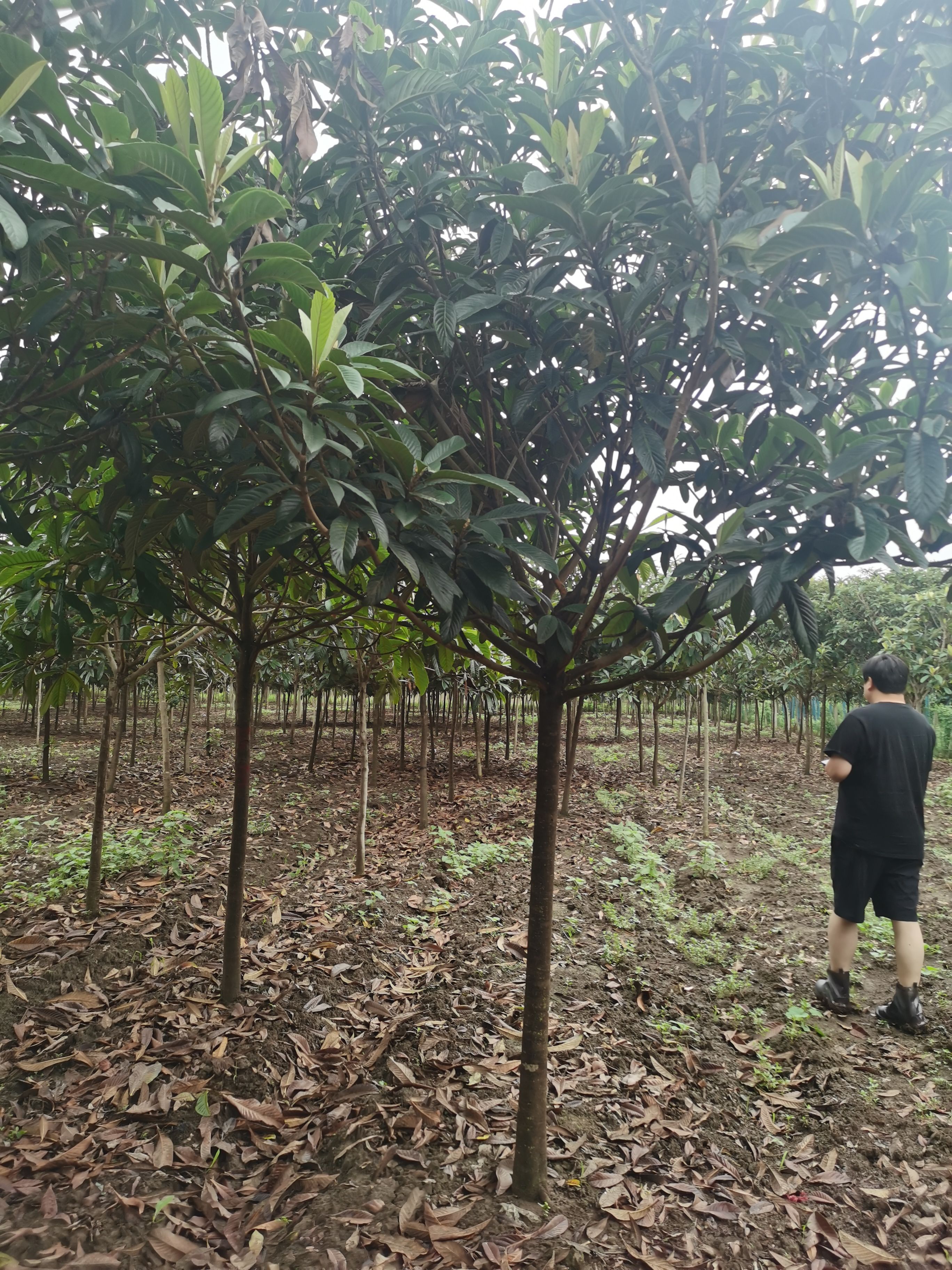 茂木枇杷树苗 枇杷树6-10公分