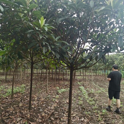 南阳茂木枇杷树苗 枇杷树6-10公分