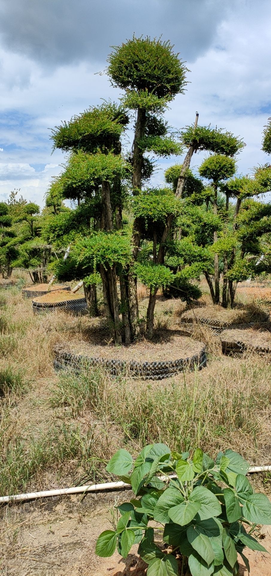 3米左右造型赤楠 黄杨造型盆景