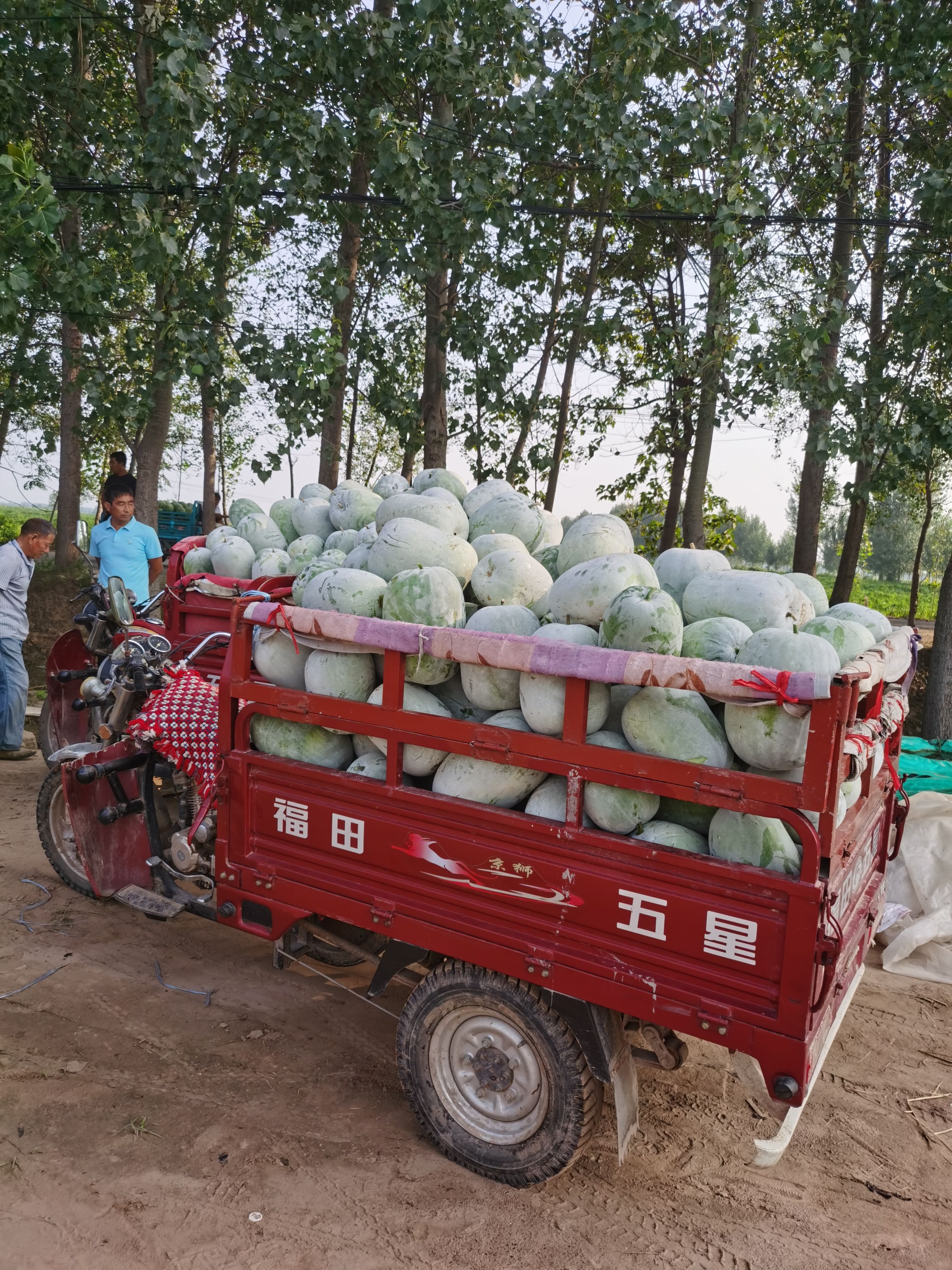 一串铃冬瓜 新鲜蔬菜瓜菜类 河南开封通许县发货