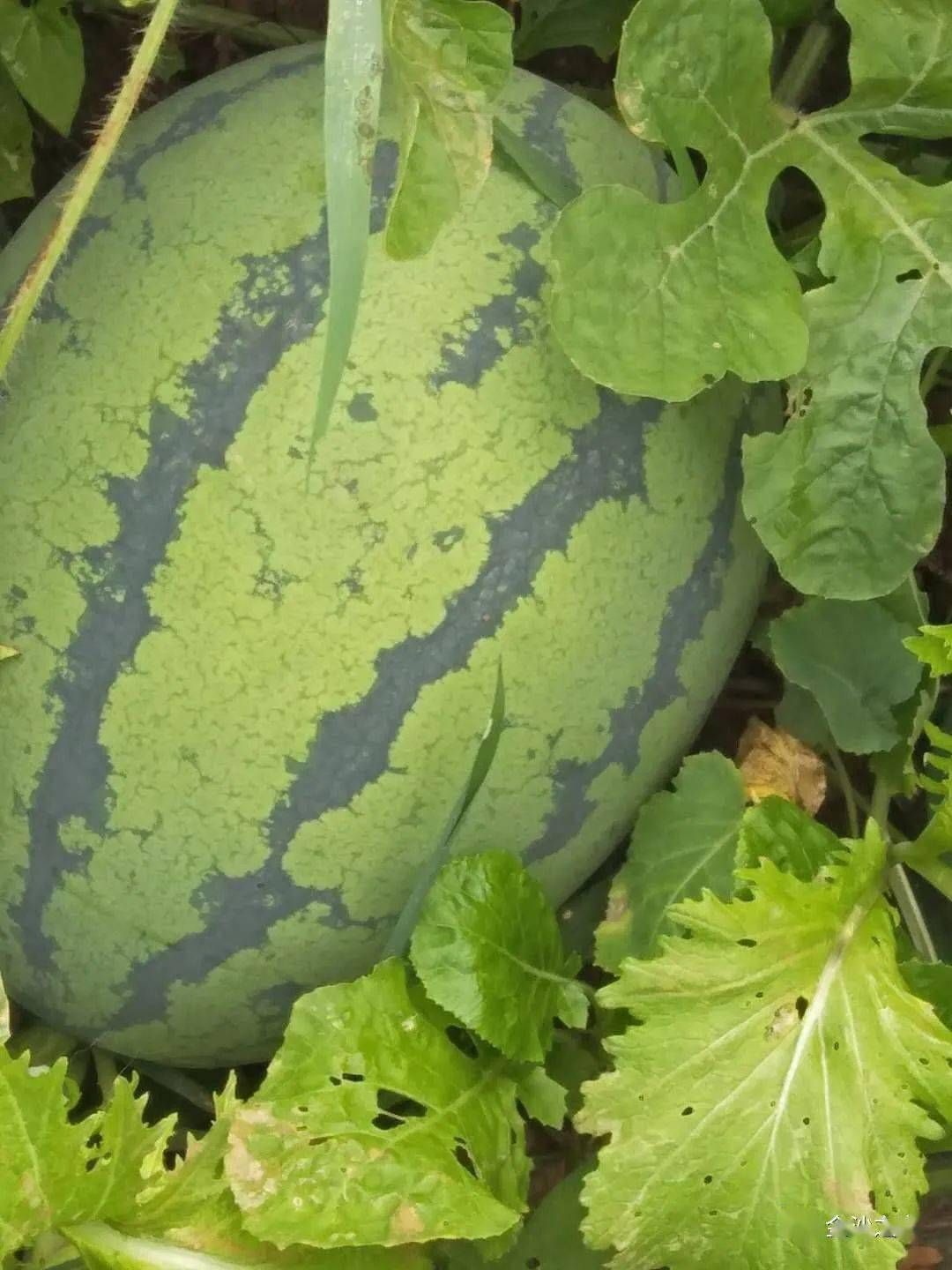 沙漠西瓜 金沙一号