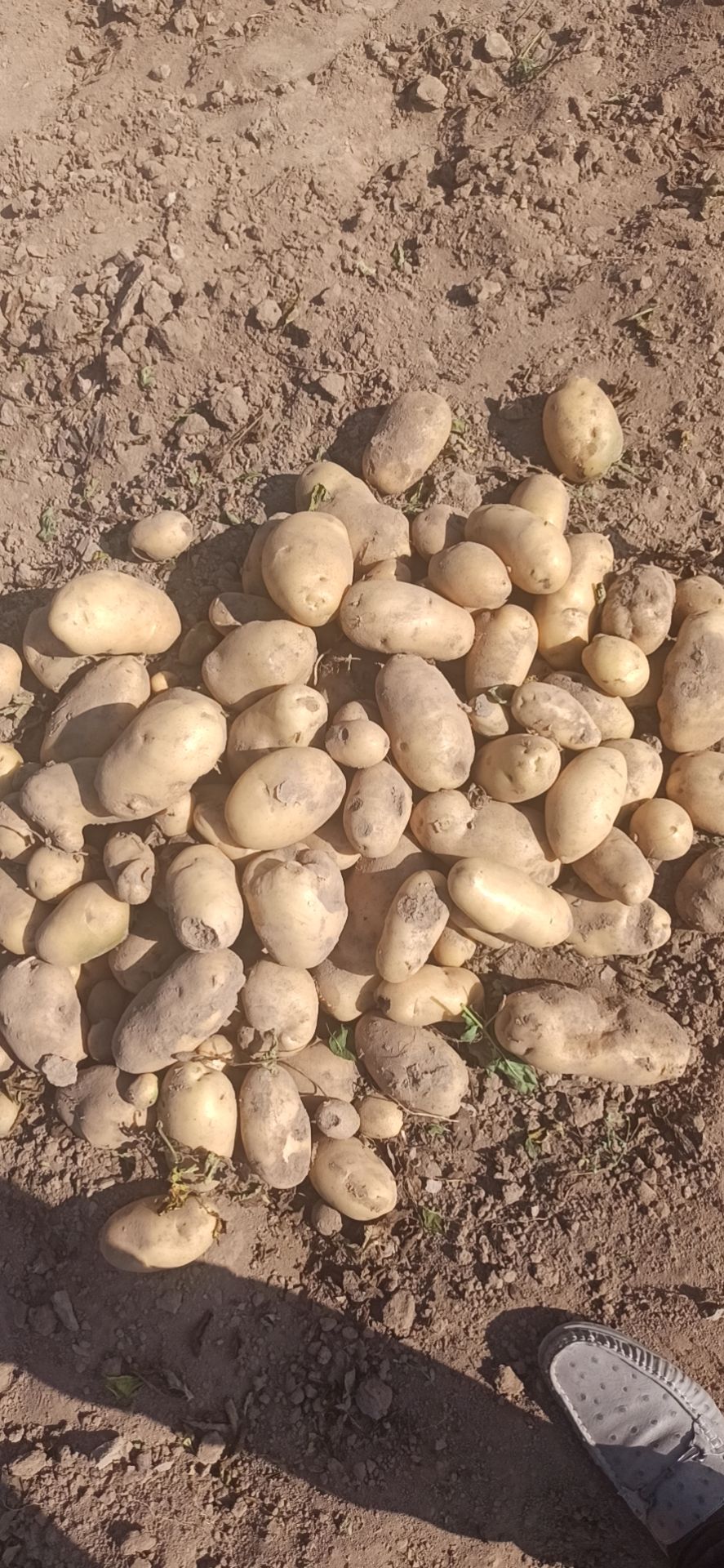 甘肃土豆，黄心，白心