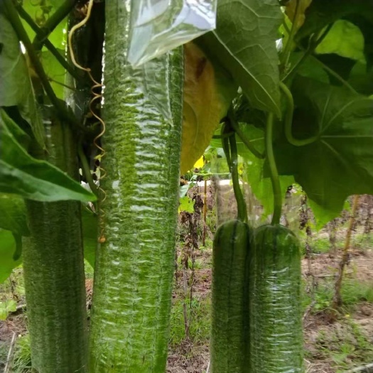 重庆市肉丝瓜 丝瓜大量上市了，重庆种植户，欢迎各大商超前来考察选购