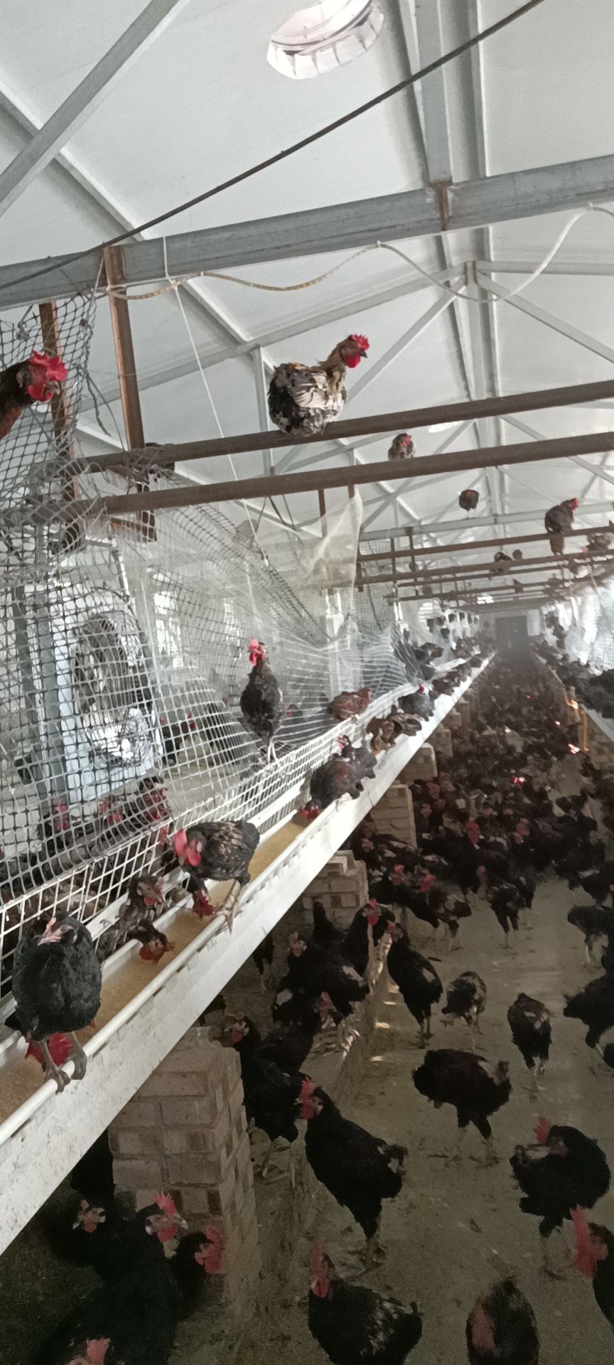 五黑鸡  散养大公鸡