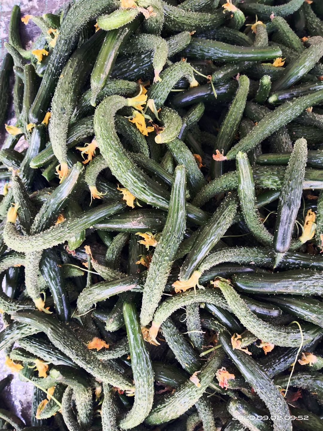 山东聊城莘县黄瓜妞大量供应，长年不断货，欢迎腌酱瓜的老板们