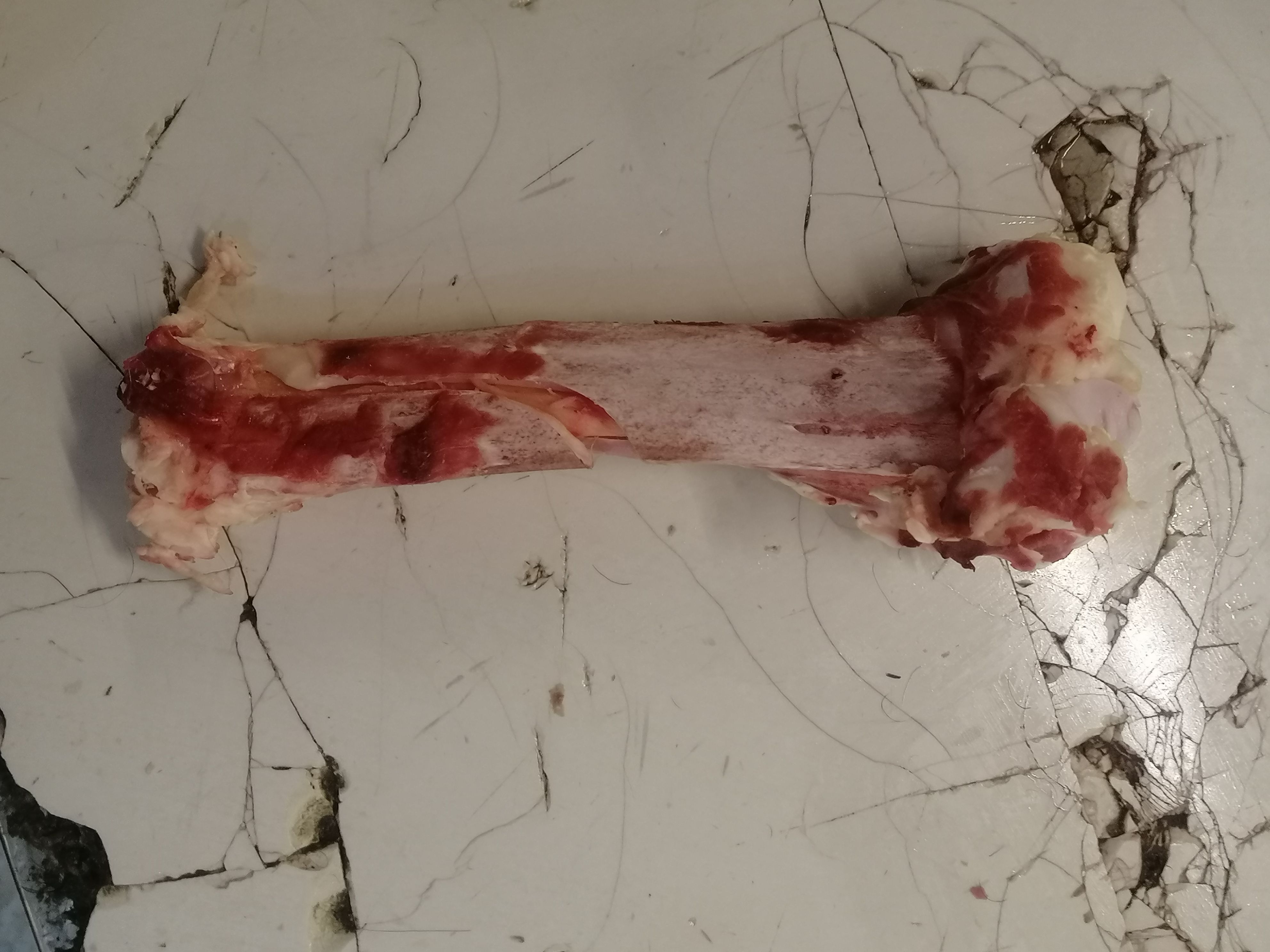 牛骨头童子骨小牛童子骨煲汤烧烤专用