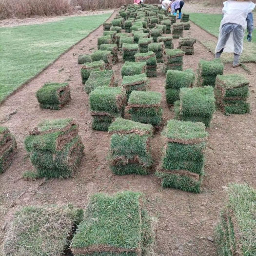 东安县马尼拉草皮 马尼拉草卷