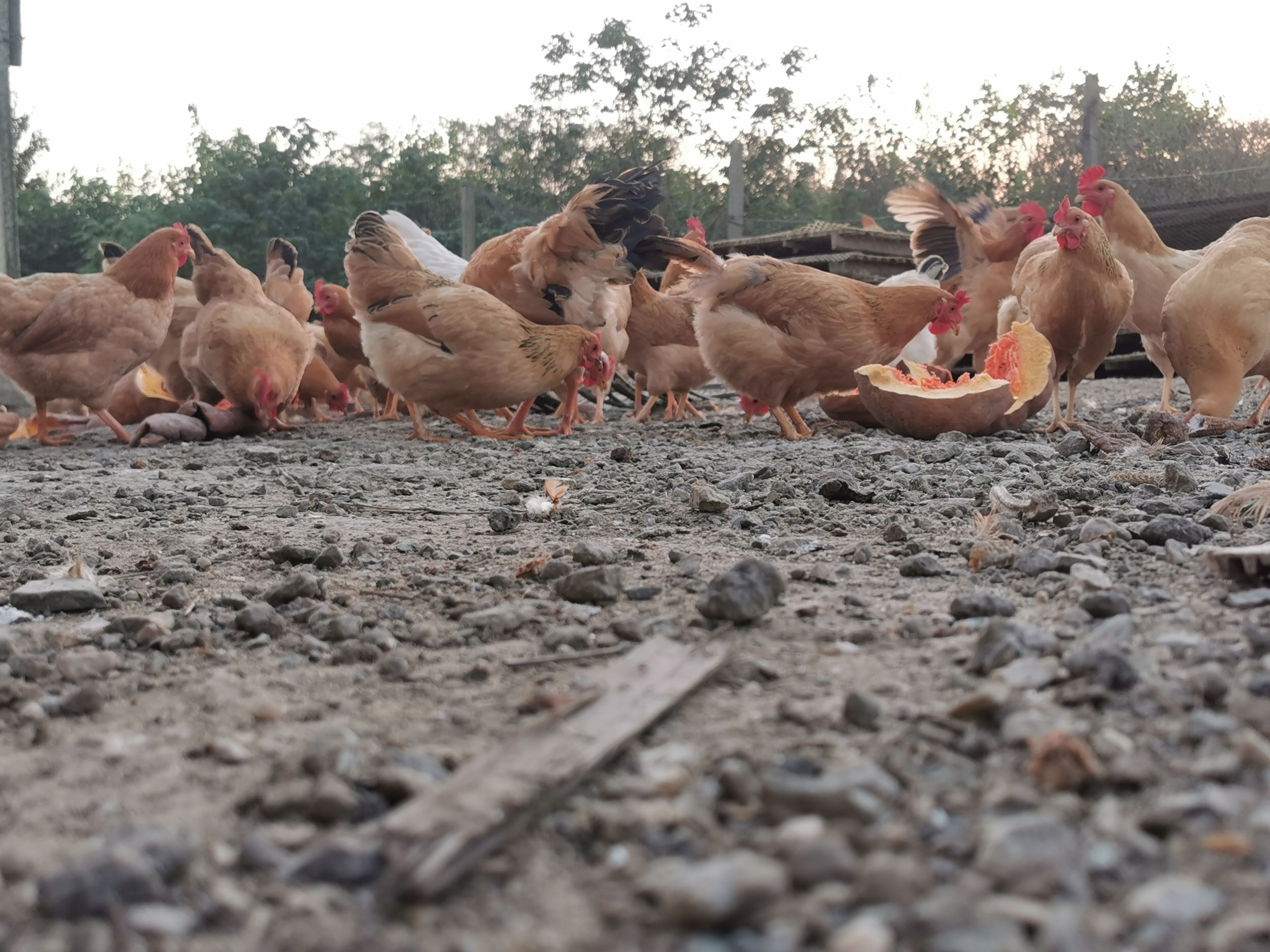  农村散养本土鸡老母鸡