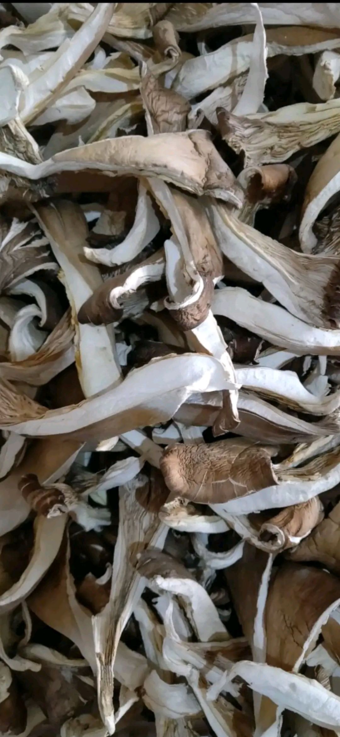 干平菇干蘑菇各种规格大量上市，按需定制均可
