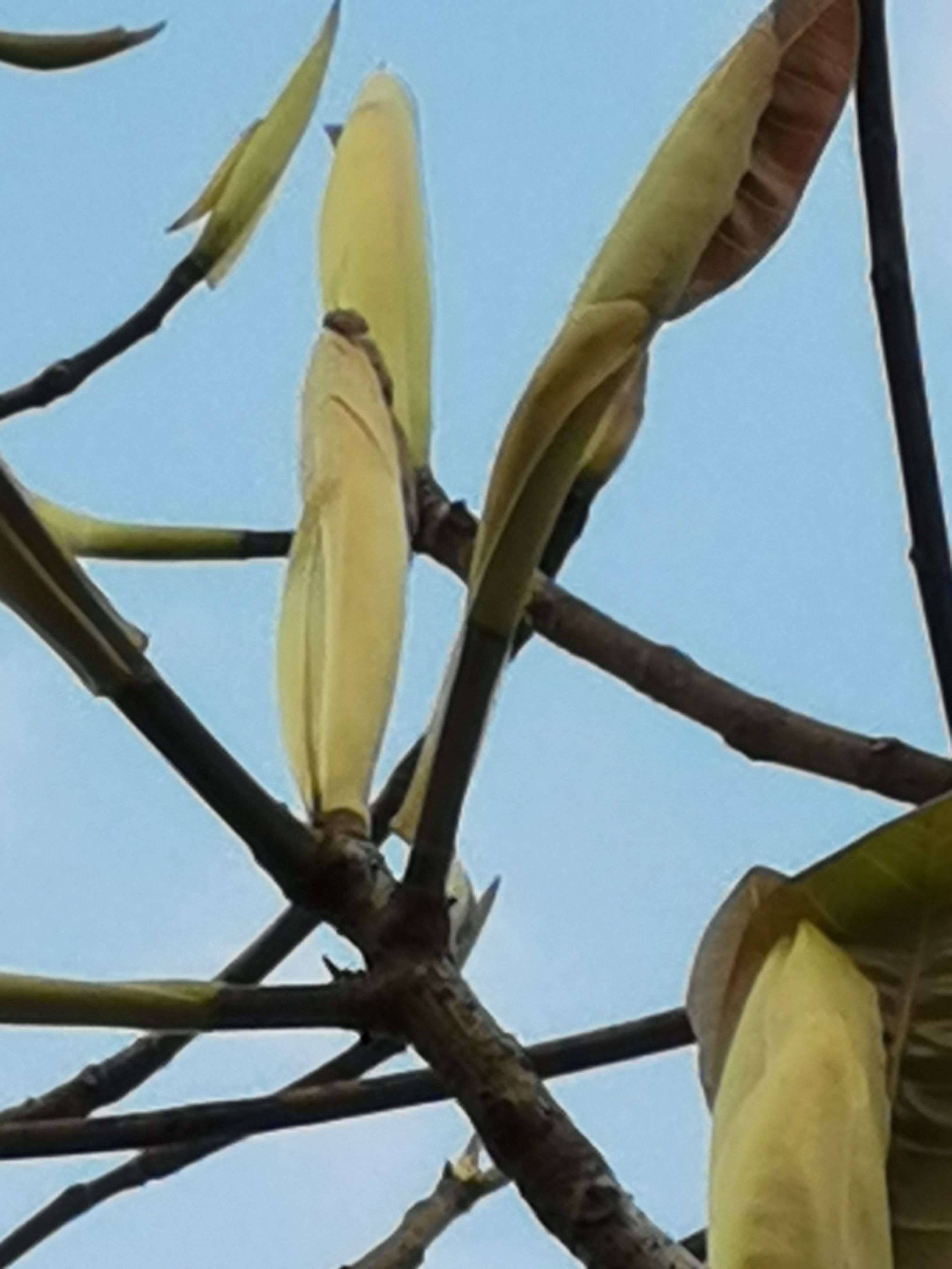 小叶榕  大叶榕