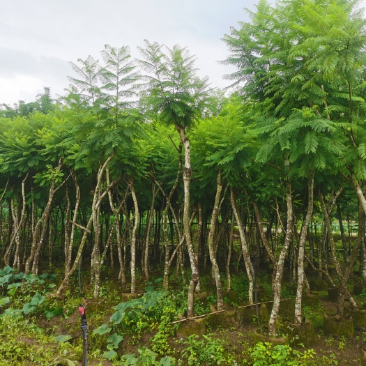 芒市尖叶蓝花楹 蓝花楹