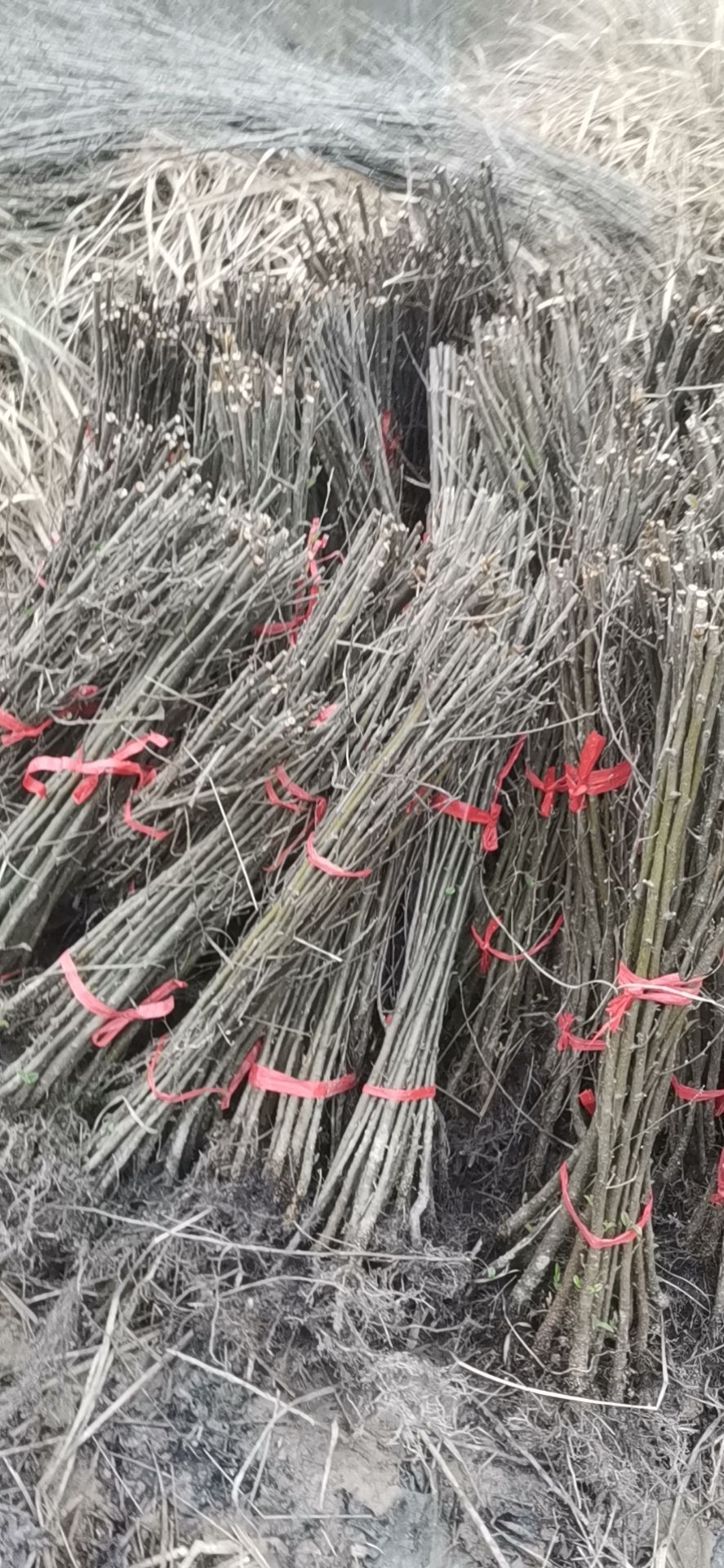 桤木苗  四川白花桤木树苗一年栽树三年成林四年成材