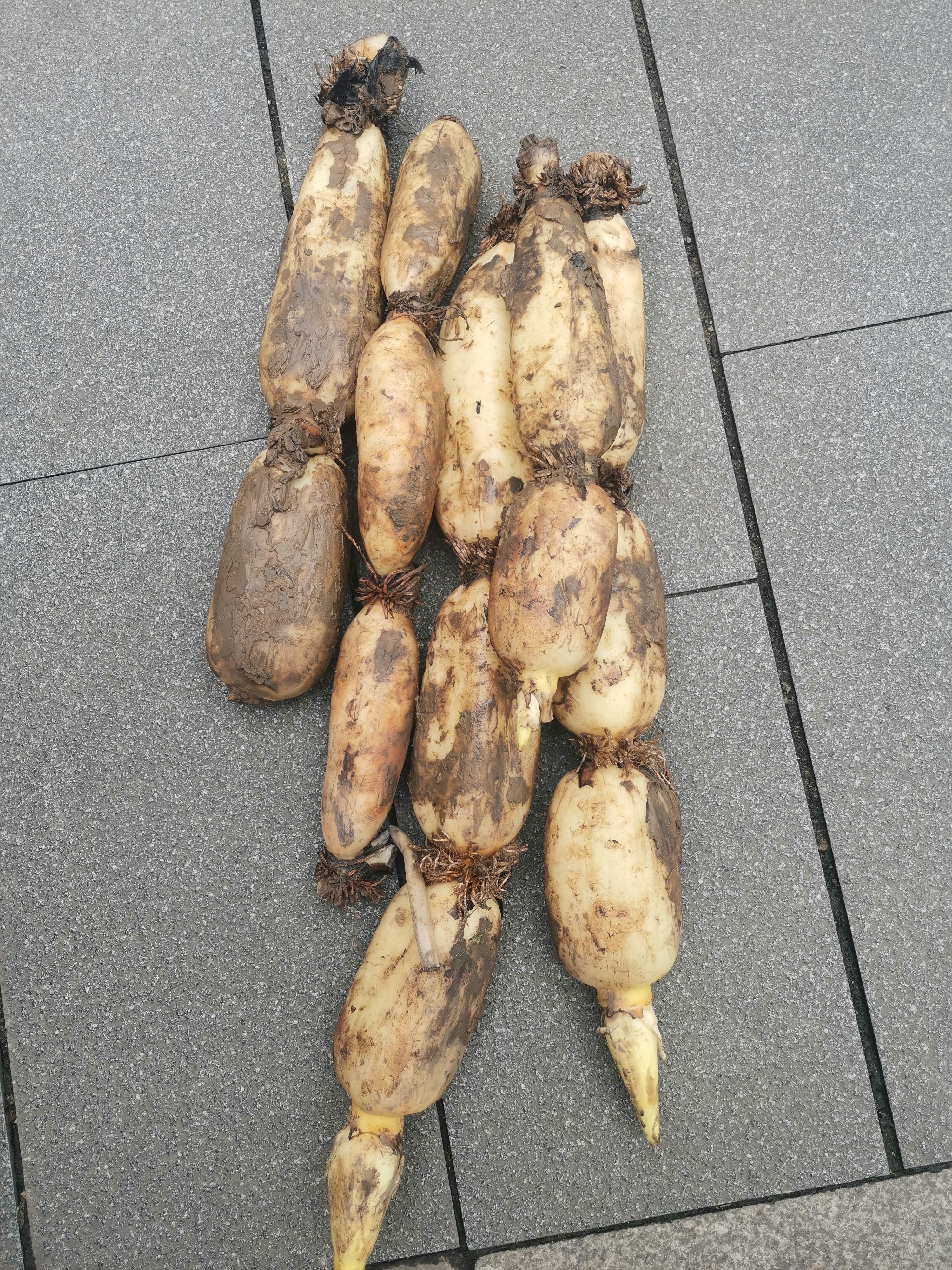 太空莲莲藕  莲藕