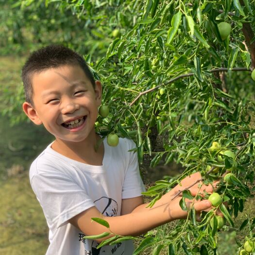 滨州大量婆枣，沾化早熟冬枣，下洼专业代办