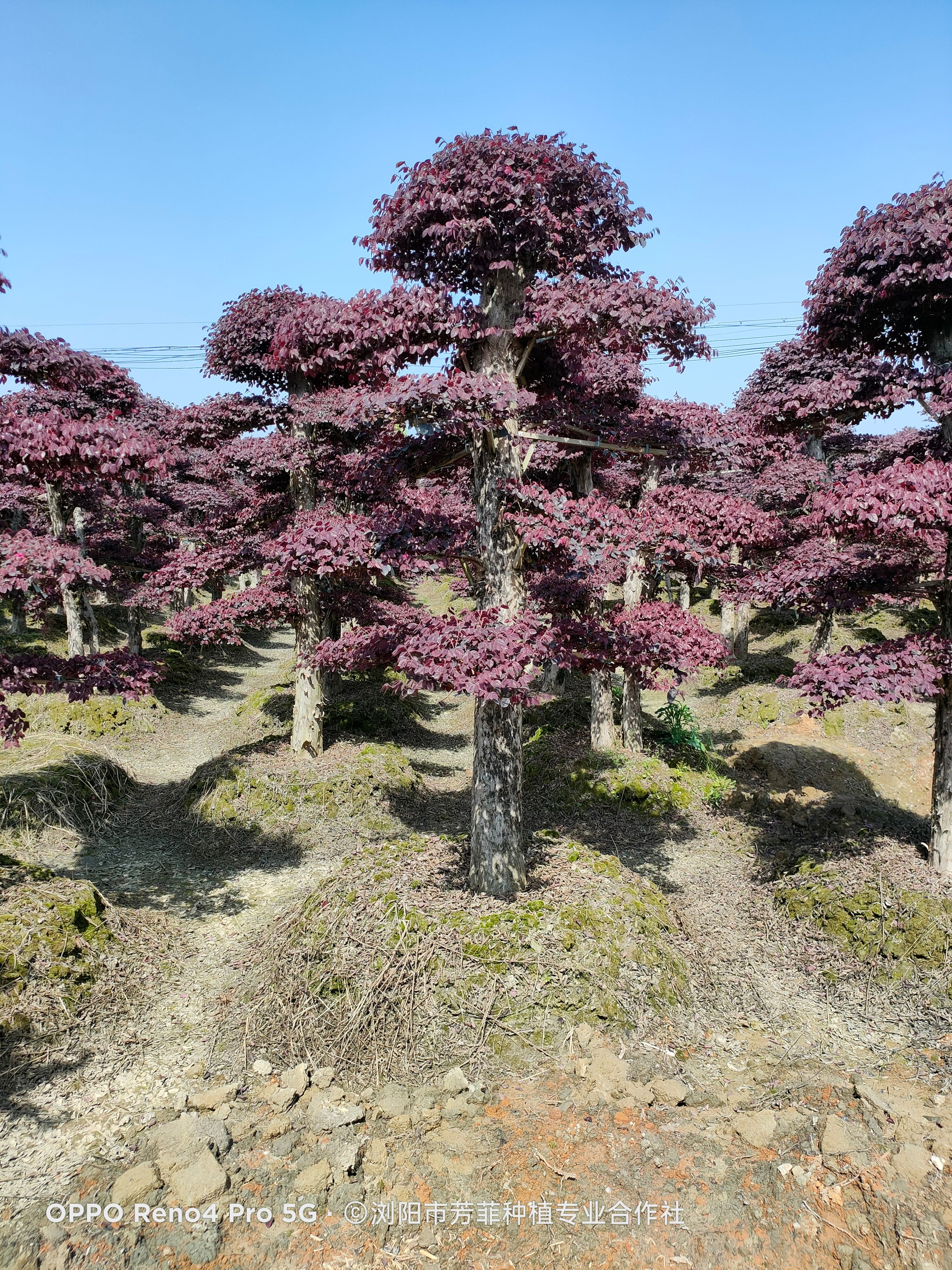 双面红  造型红花继木桩景