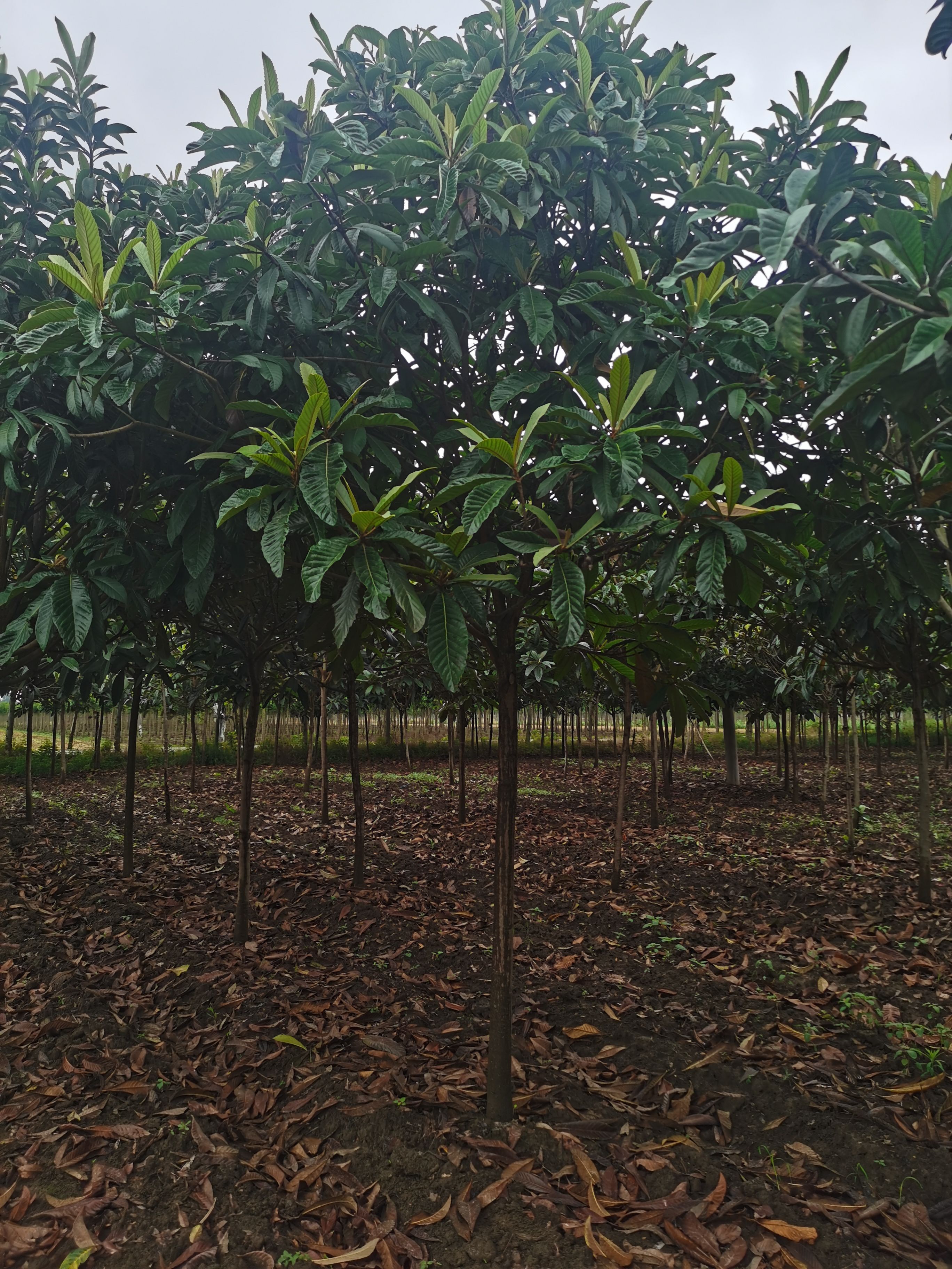 茂木枇杷树苗 枇杷树6-10公分