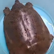 大悟县清溪花鳖 原生甲鱼