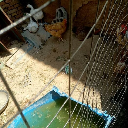 临猗县白鹅 鹅