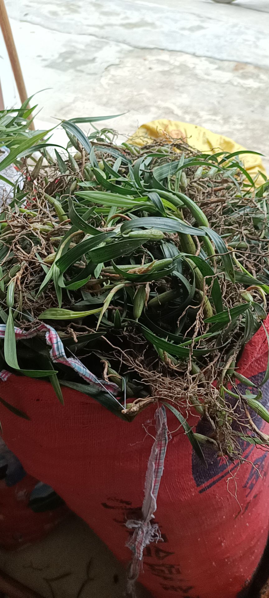  石橄榄