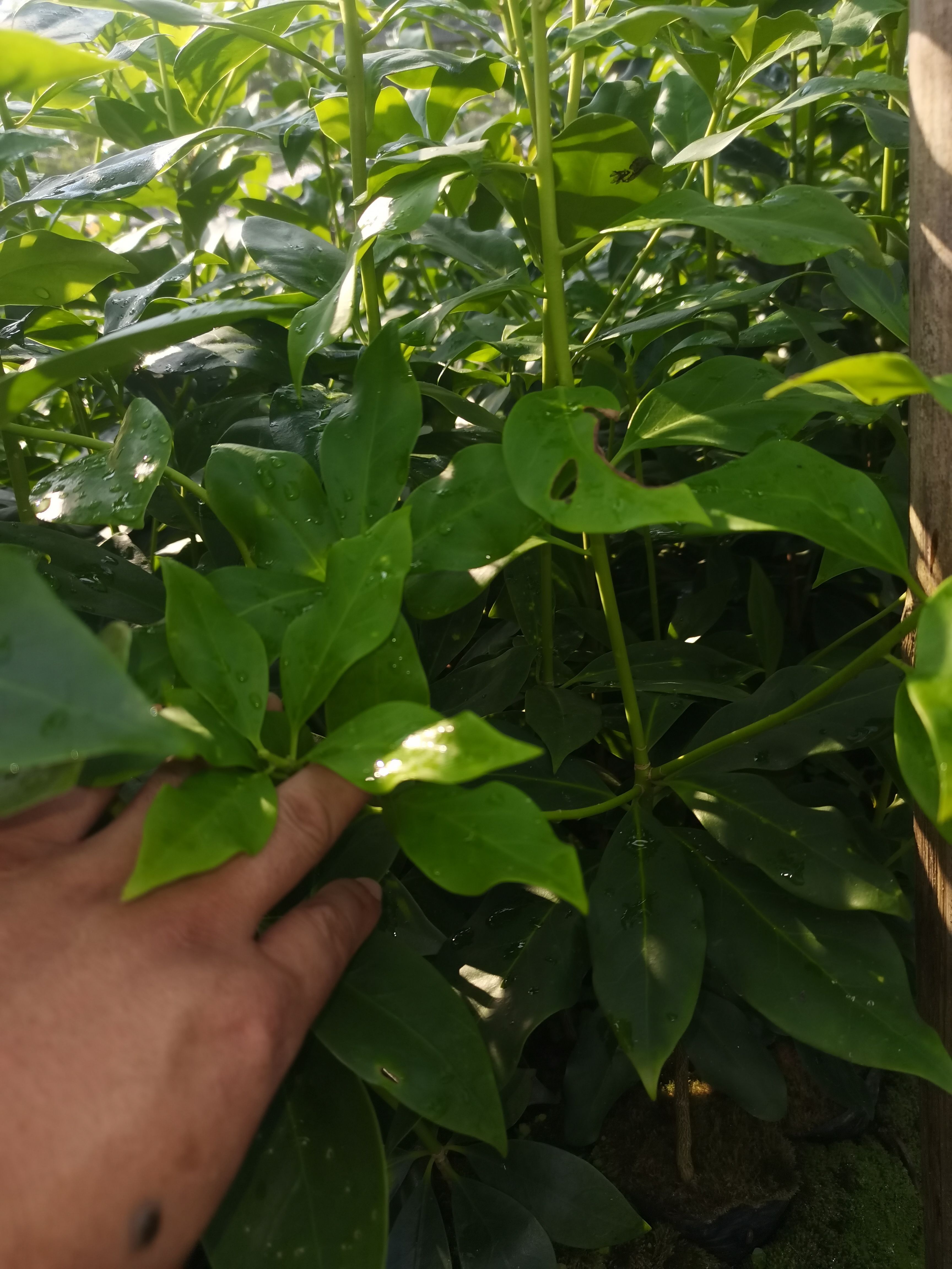 八角树苗  大红八角直生苗