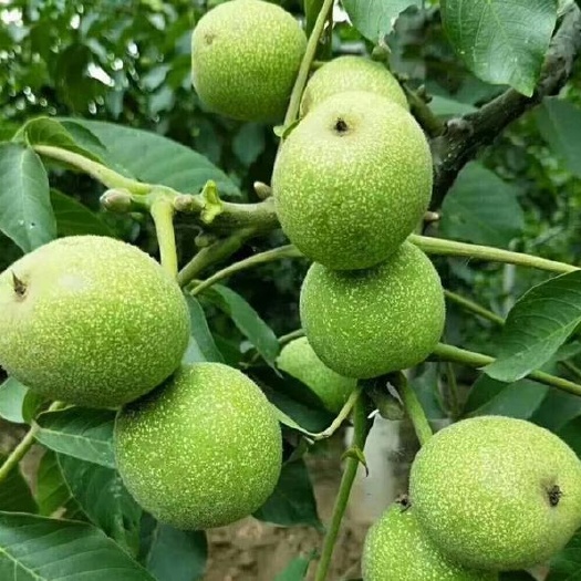 大荔县 大荔县万亩香玲青皮核桃基地直发，正在热卖中(代办、代发)