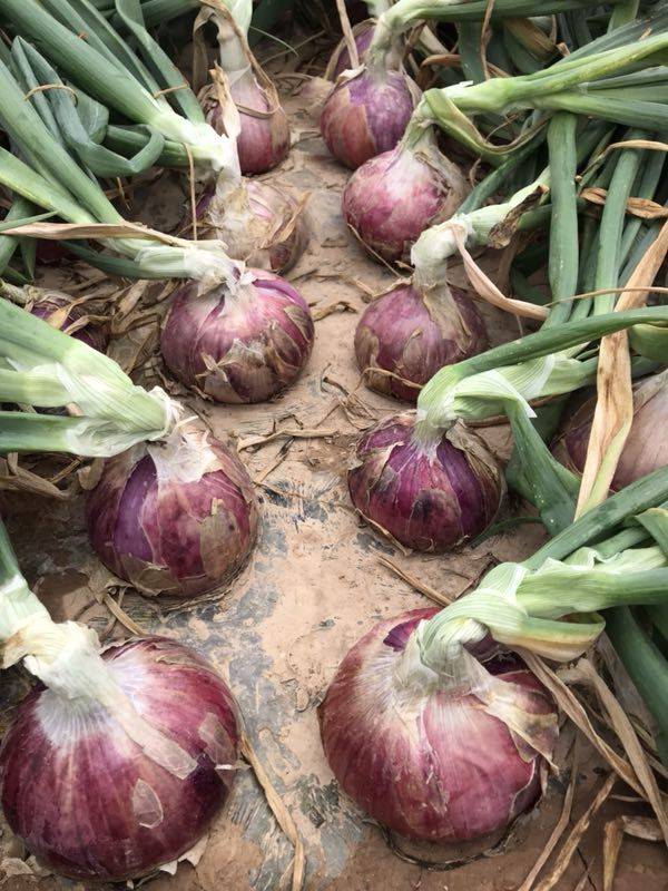 红皮洋葱 红美紫皮洋葱马上成熟了。有需要的老板联系我