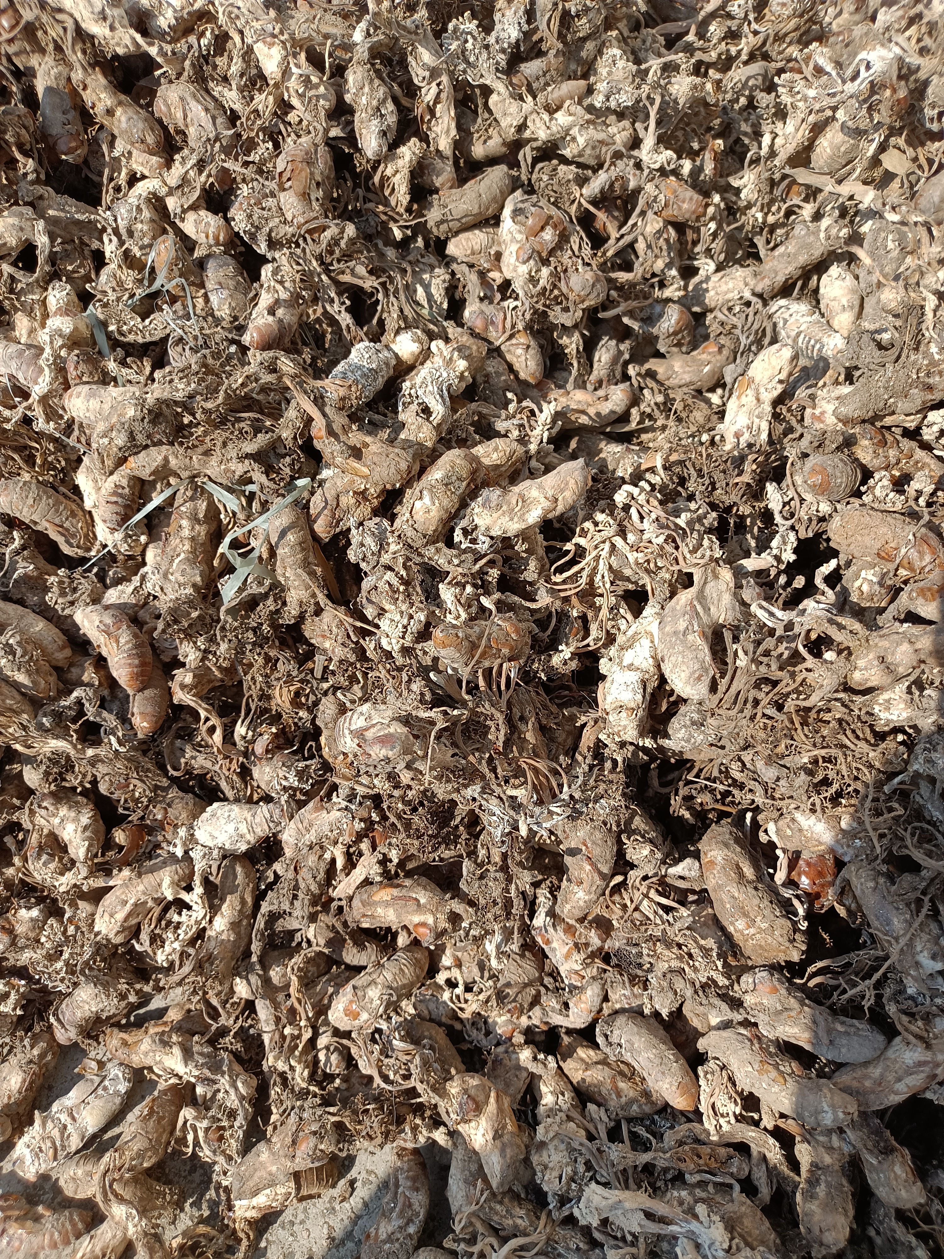 金蝉花鲜货2024年新货竹林出品质优价廉数量有限先到先得