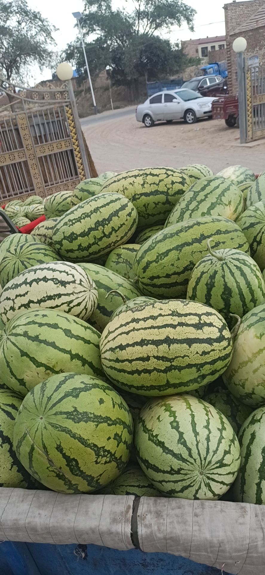 甘肃靖远旱沙地西瓜  头茬硒砂瓜，二茬硒砂瓜