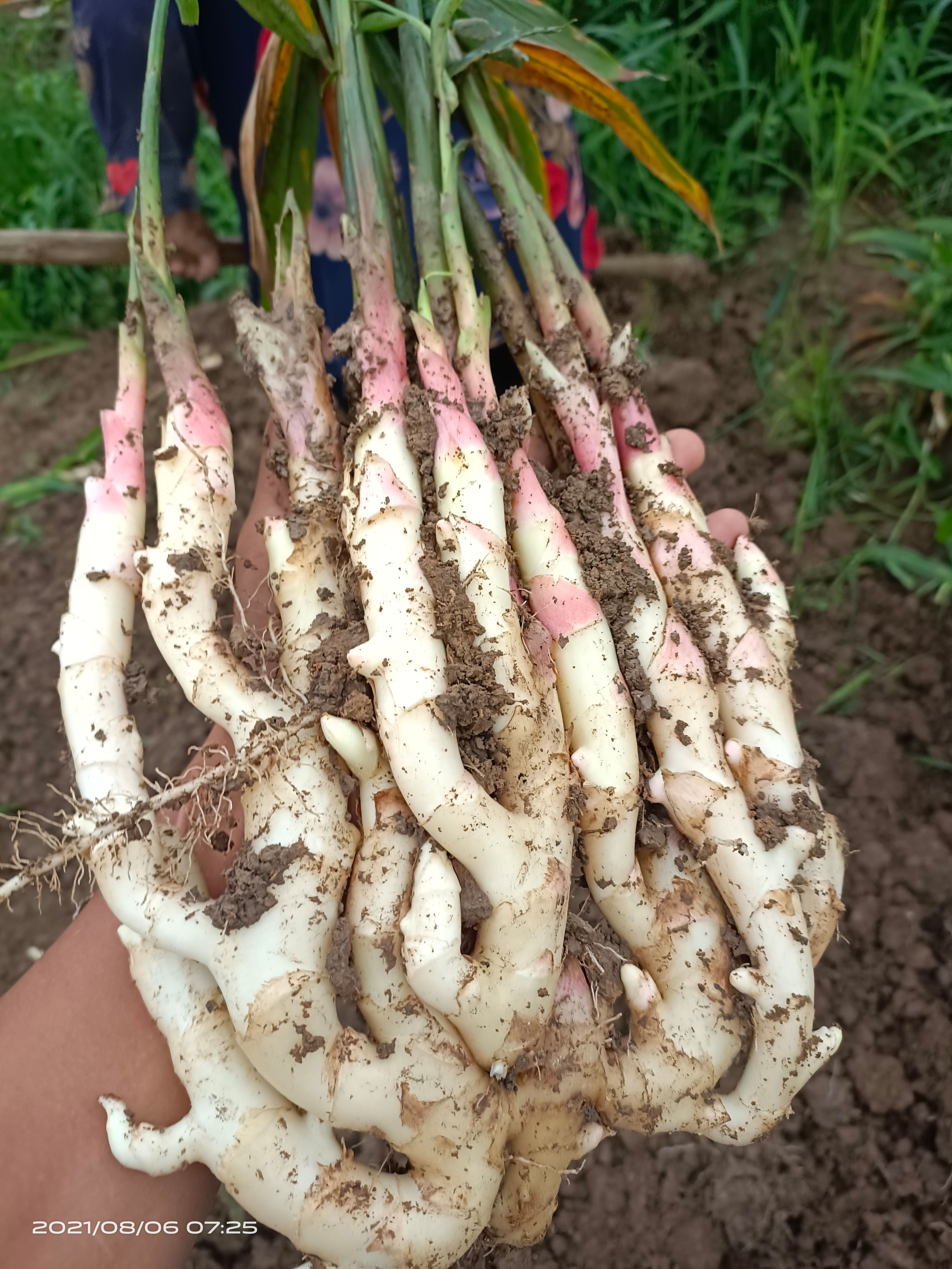 本农场，仔姜，老姜大量上市欢迎新老顾客前来采购