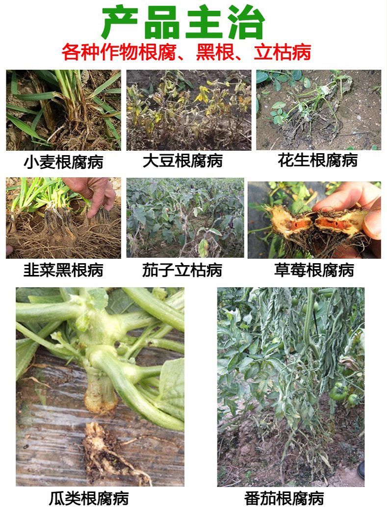 土壤微生物菌剂  哈茨木霉菌防治死苗烂根枯萎根腐病草莓红中柱专用药微生物菌剂