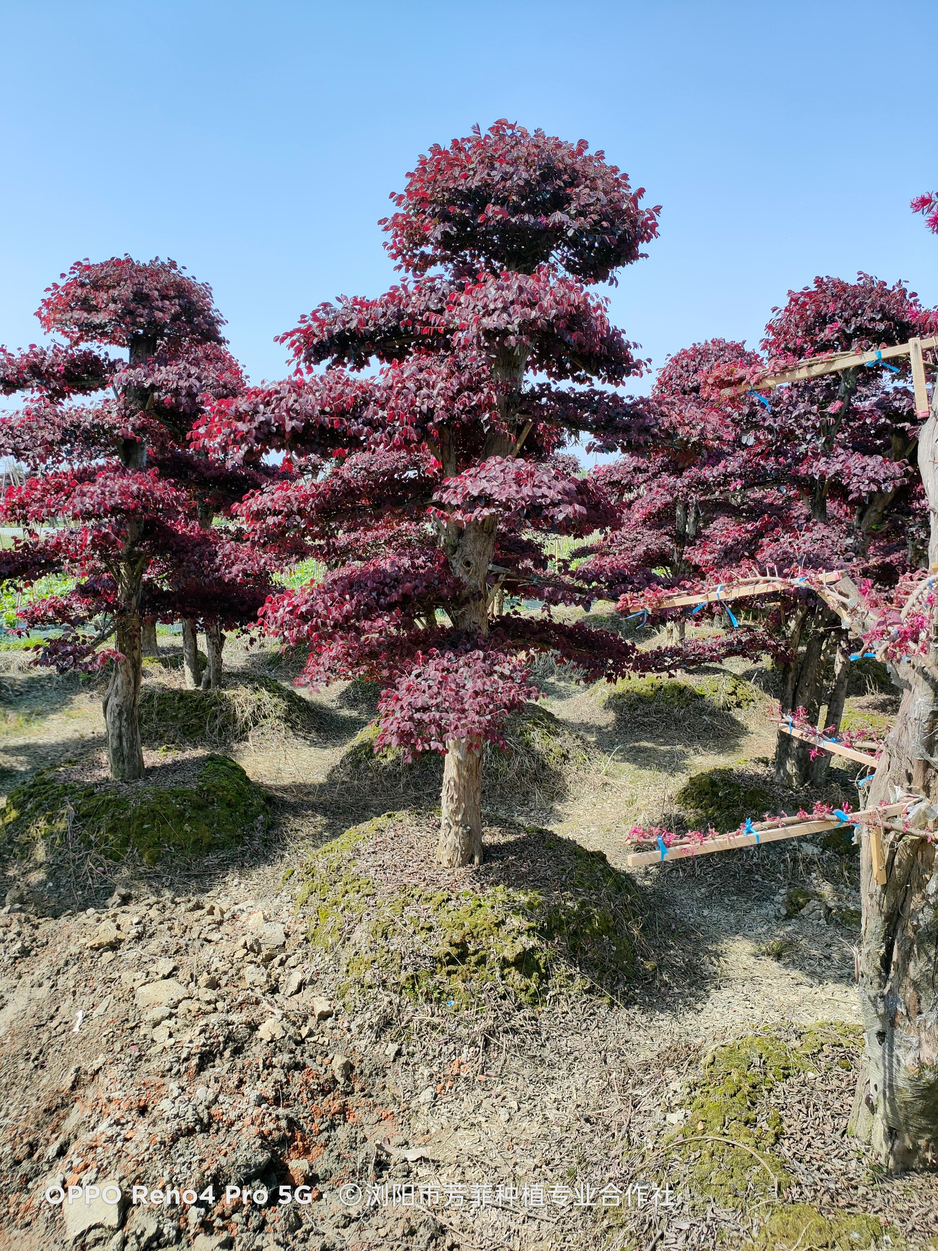 双面红  造型红花继木桩景