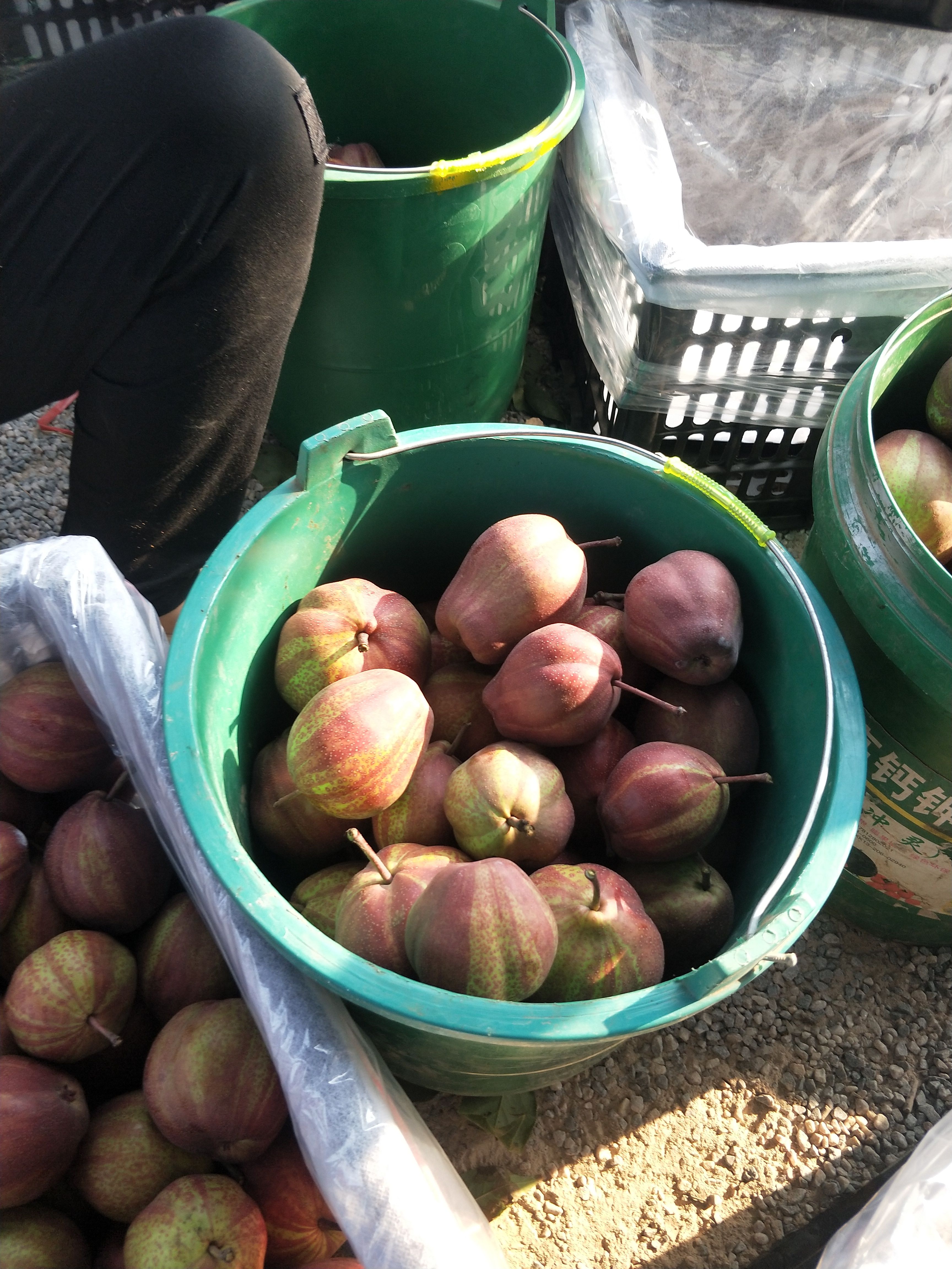 彩虹梨陕西大荔水果批发基地