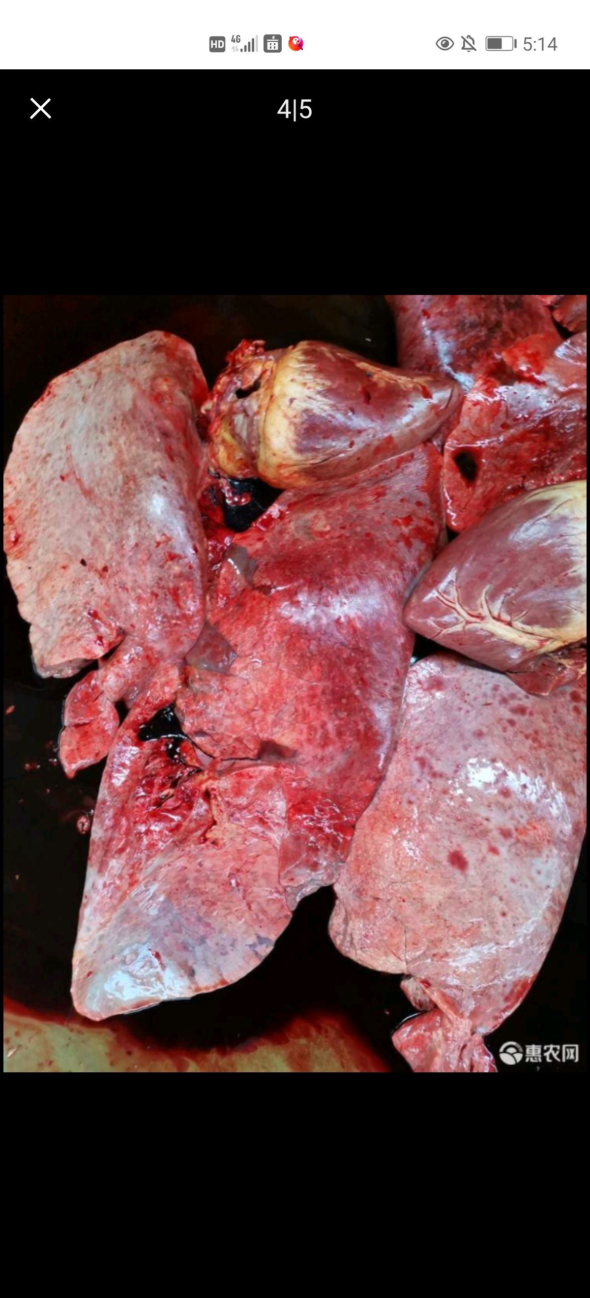 驴肺马肺新鲜马肺大量供应