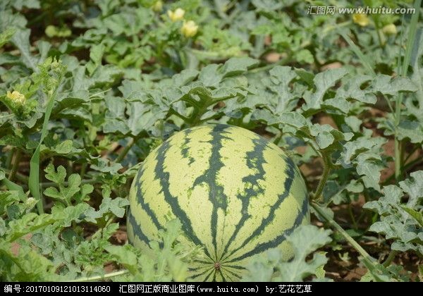 达拉特旗沙漠西瓜 金沙一号